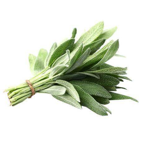 Spring Thyme Herbs Fresh Sage