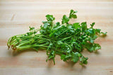 Organic Cilantro