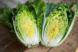 Chinese Cabbage