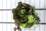 Mucci Naked Leaf Living Lettuce