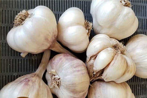 Organic garlic